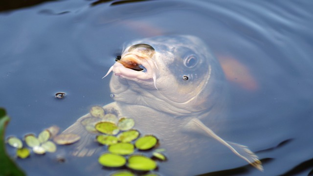 koi ryby